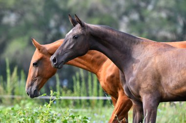 İki akhal teke at yetiştiriyor, körfez ve kestane, tarlada özgürce koşuyorlar. Hayvan portresi.