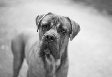 İngiliz mastid köpeği sana bakıyor. Hayvan portresi, siyah beyaz.