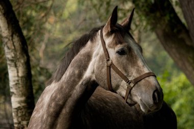 Young grey dappled horse standing in the forest and looking away. Animal portrait close. clipart