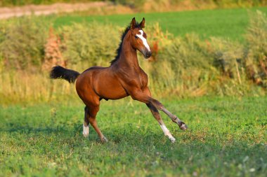 Sahada dört nala koşan büyük beyaz alevli taylar..