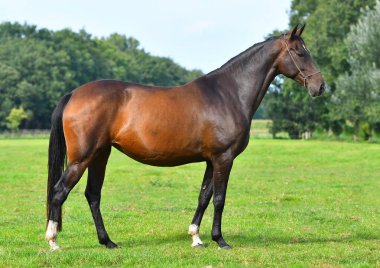 Dark Bay Horse dış görünüşü. At tarlada yan duruyor.. 
