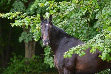 Dark bay horse with white star on head peeking from green bushes in summer. Animal portrait. clipart
