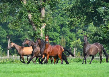 Akhal Teke sürüsü yazın yeşil çayırlarda koşan kısraklar üretiyor. Hayvanlar hareket halinde.