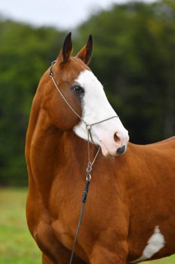 Bay Akhal Teke Aygırı 'nın kafasında büyük beyaz bir leke var. Yazın yeşil ağaçlara karşı dizide yular gibi poz veriyor. Hayvan portresi.