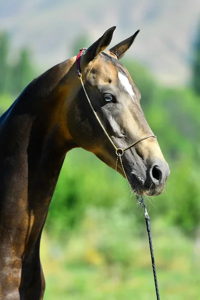 Buckskin Akhal Teke Hingst Med Blått Öga Poserar Show Halter — Stockfoto