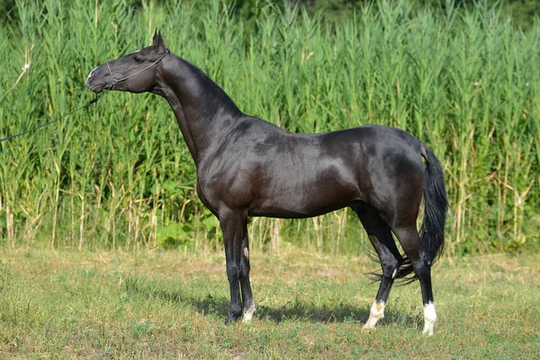 黒のアカルは 長い水の草の近くのフィールドに立って品種の馬を取る 馬の外観 — ストック写真
