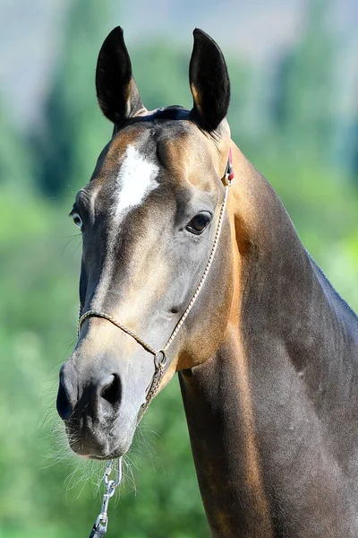 バックスキンのアカルは ショーホルターにポーズ青い目を持つ種牡馬を取ります 動物の肖像画 — ストック写真