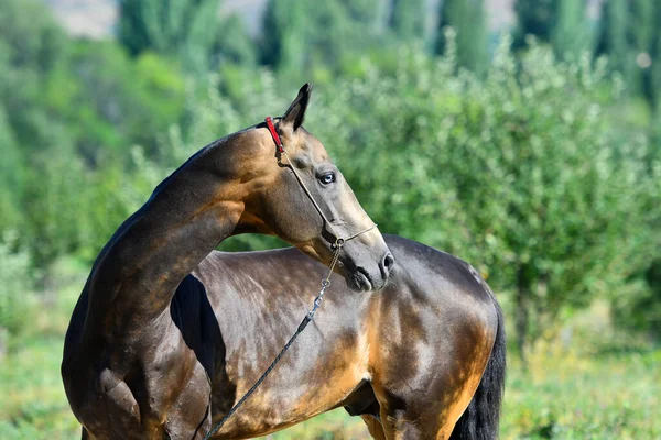 Buckskin Akhal Teke Ogier Jednym Niebieskim Okiem Patrzącym Wstecz Portret — Zdjęcie stockowe