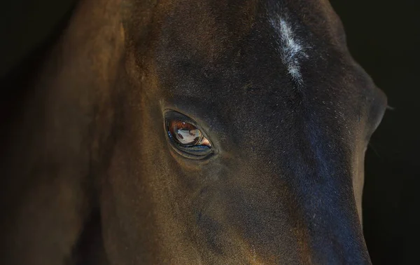 Head Dark Black Akhal Teke Breed Horse Black Background Animal — Stock Photo, Image