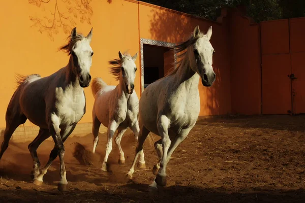 Tres Caballos Raza Pura Árabes Blancos Corriendo Paddock Arena Con — Foto de Stock