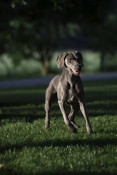 Aktív Weimaraner Szürke Kutya Játszik Egy Teniszlabda Elkapta Levegőben Boldog — Stock Fotó