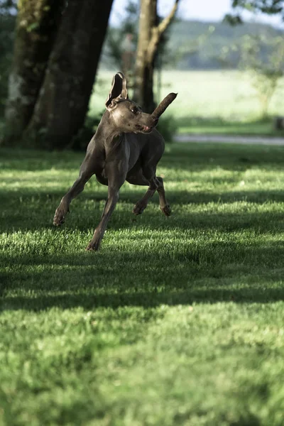 Aktív Weimaraner Szürke Kutya Játszik Egy Teniszlabda Elkapta Levegőben Boldog — Stock Fotó