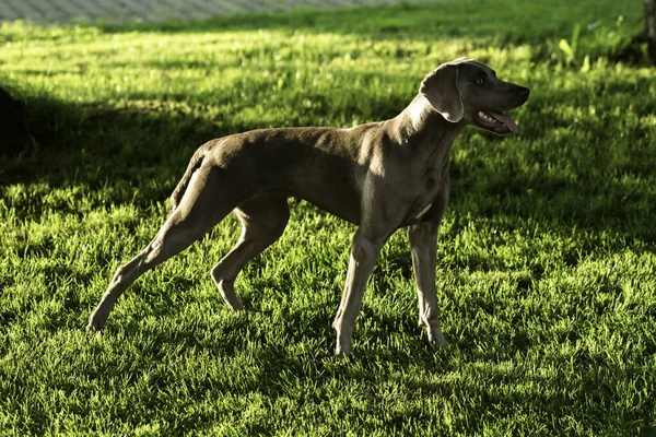 Weimaraner Fajta Szürke Vadászkutya Áll Zöld Nyári Parkban Este — Stock Fotó