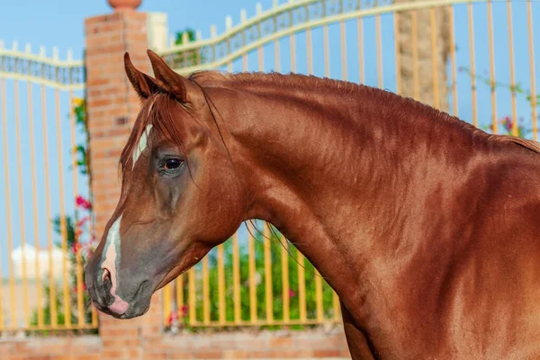 Chestnut Arabian Horse Portrait Motion Agains Paddock Bars Animal Portrait — Stock Photo, Image