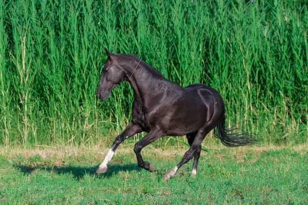 Μαύρο Άλογο Φυλής Akhal Teke Τρέχει Στο Πεδίο Κοντά Μεγάλο — Φωτογραφία Αρχείου