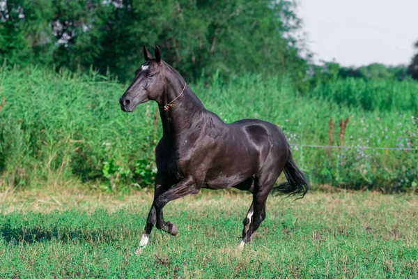 Черный Ахал Теке Породы Лошадь Бежит Поле Рядом Длинной Травой — стоковое фото