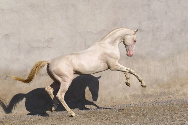 Cremello Akhal Teke Aygır eski beyaz duvara karşı çayırda yükseliyor. Hayvan portresi.
