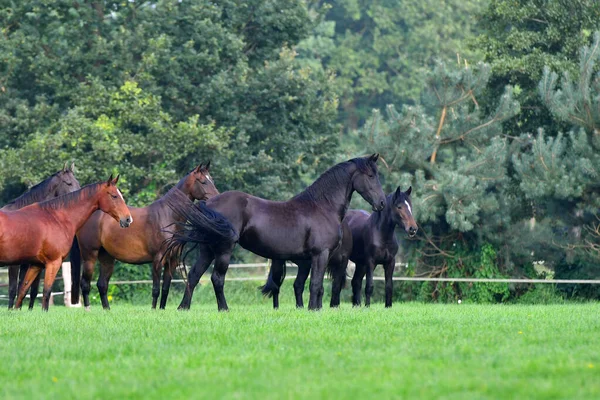 Troupeau Chevaux Observant Dans Pâturage — Photo