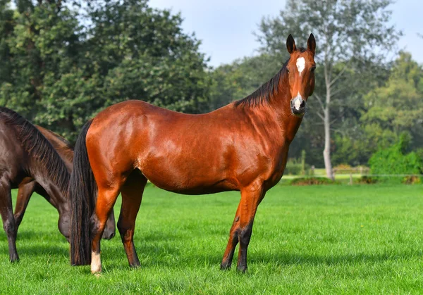 Bay Akhal Teke cinsi at yazın sürüye yakın açık yeşil alanda duruyor. Hayvan portresi.