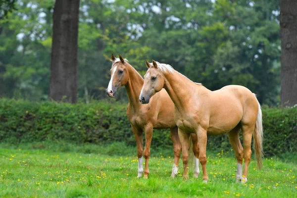 Dois Cavalos Raça Palomino Akhal Teke Parados Parque Assistindo — Fotografia de Stock