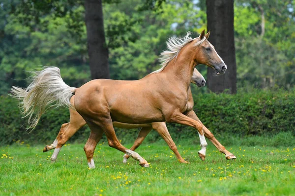 Dois Cavalos Raça Palomino Akhal Teke Correndo Parque Juntos — Fotografia de Stock