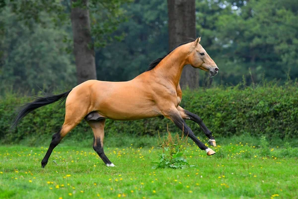 Buckskin Akhal Teke Stallion Running Gallop Green Field Summer Trees — Stock Photo, Image