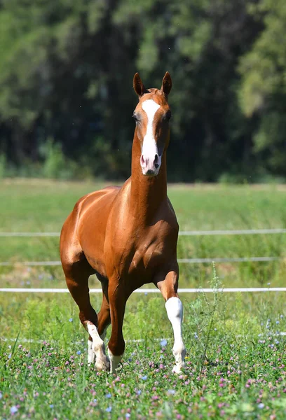 Chestnut akhal teke stallion with white blaze on the head running forward in trot in the green summer pasture. Animal portrait.