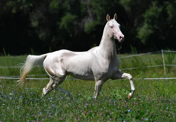 Cremello Akhal Teke Csődör Fut Ügetés Paddock Ügetés — Stock Fotó