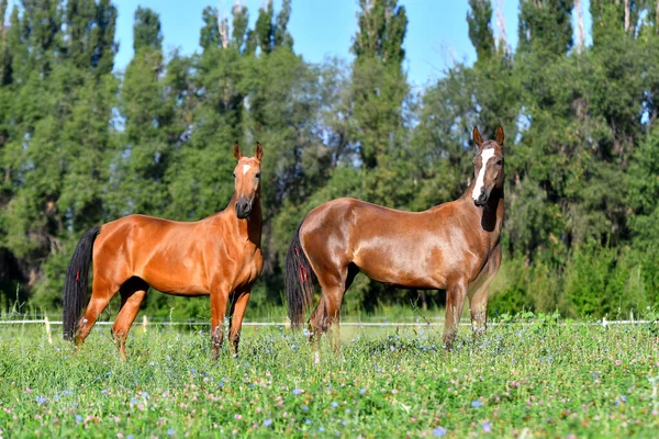 2つのカハルの繁殖馬 ベイと栗 フィールドに無料で立っている 動物肖像画 — ストック写真