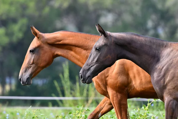 İki akhal teke at yetiştiriyor, körfez ve kestane, tarlada özgürce koşuyorlar. Hayvan portresi.