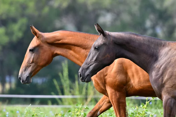 2頭のアカルの繁殖馬 ベイと栗 フィールドに無料で実行されます 動物肖像画 — ストック写真