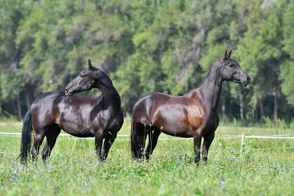 Δύο Μαύρα Άλογα Ράτσας Akhal Teke Τρέχουν Στο Χωράφι Δίπλα — Φωτογραφία Αρχείου