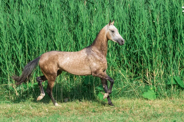 Buckskin Akhal Teke Breed Horse Runs Field Long Water Grass — Stock Photo, Image