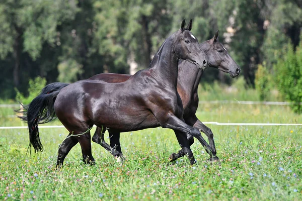 Два Черных Ахалтека Разводят Лошадей Бегущих Полю Бок Бок — стоковое фото