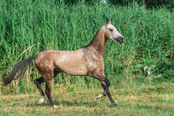 Buckskin Akhal Teke Razza Cavallo Corre Nel Campo Vicino Lungo — Foto Stock