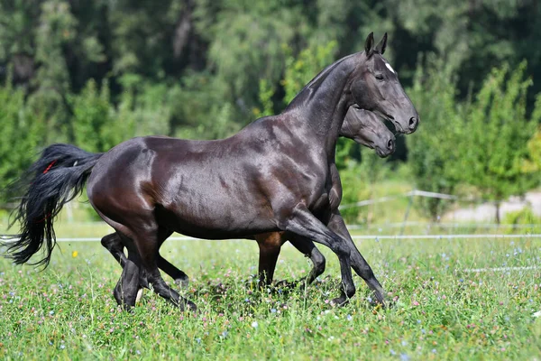フィールド側を走っている2頭の黒いアカルのテイクの品種の馬 — ストック写真