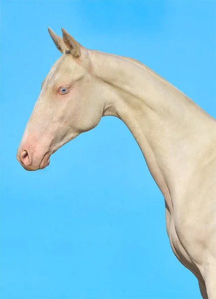 Cremello Akhal Teke Breed Horse Stands Show Halter Turquoise Blue — Stock Photo, Image