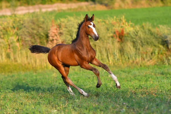 Bay Csikó Nagy Fehér Lángok Futó Galopp Körül Mező — Stock Fotó