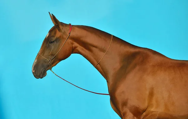 Bay Akhal Teke Ras Paard Staat Show Halter Tegen Turquoise — Stockfoto