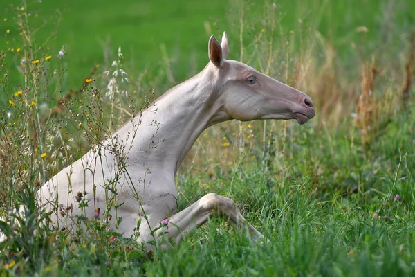 Cremello Akhal Teke Fajta Csikó Próbál Felállni Zöld Rét Állati — Stock Fotó