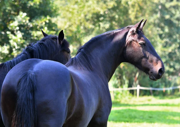 Dois Cavalos Pretos Stanindg Pasto Verão Verde Livre Está Olhando — Fotografia de Stock