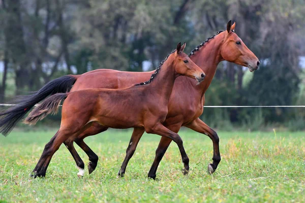 Bay Mare Foal Running Trot Each Other — Stock Photo, Image