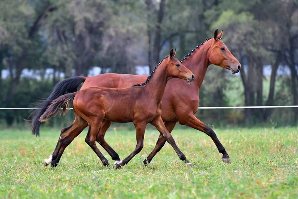 Bay Mare Med Ett Föl Som Löper Trav Nära Varandra — Stockfoto