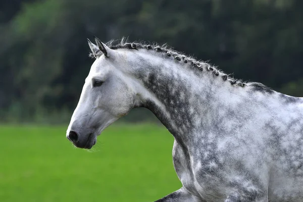 Cavallo Grigio Con Treccia Placcata Che Corre Sul Campo Ritratto — Foto Stock