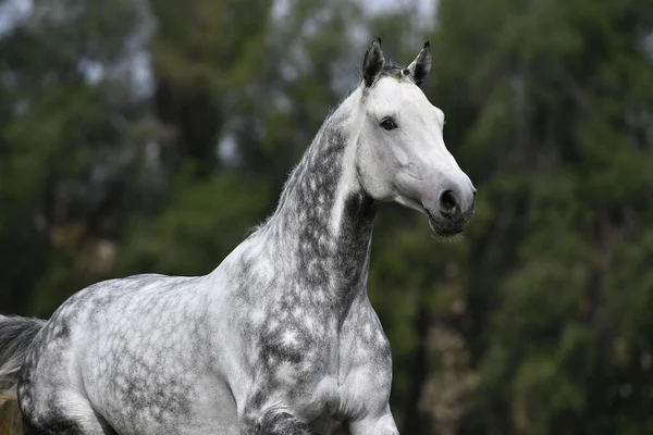 Tkanoucí Šedý Kůň Pokoveným Copem Běžícím Poli Zvířecí Portrét — Stock fotografie