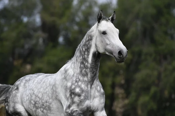 Spädd Grå Häst Med Pläterad Fläta Som Löper Fältet Djurporträtt — Stockfoto