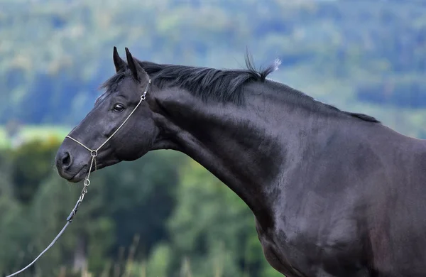 Černý Hannoverský Kůň Ohlávce Stojící Poli Zvířecí Portrét Close — Stock fotografie