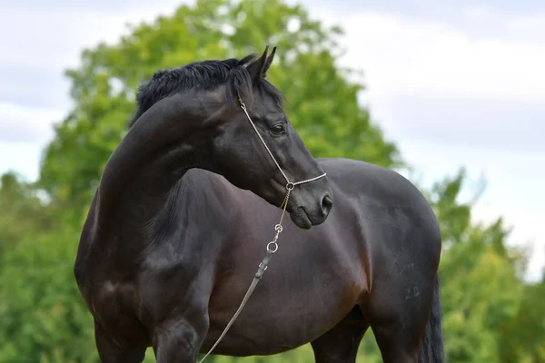 Czarny Hannoveriański Koń Pokazowym Halterze Stojący Polu Portret Zwierzęcia Bliska — Zdjęcie stockowe