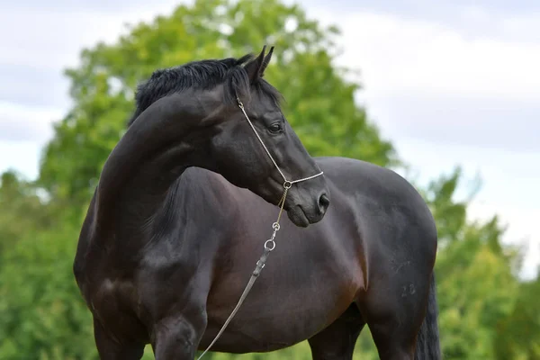 Caballo Negro Hannoveriano Espectáculo Halter Pie Campo Retrato Animal Cerca — Foto de Stock