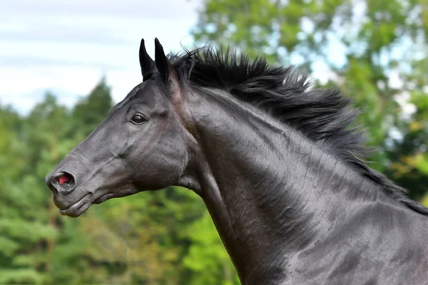 Cavalo Hannoveriano Preto Corre Livre Campo Verão Retrato Animal Movimento — Fotografia de Stock